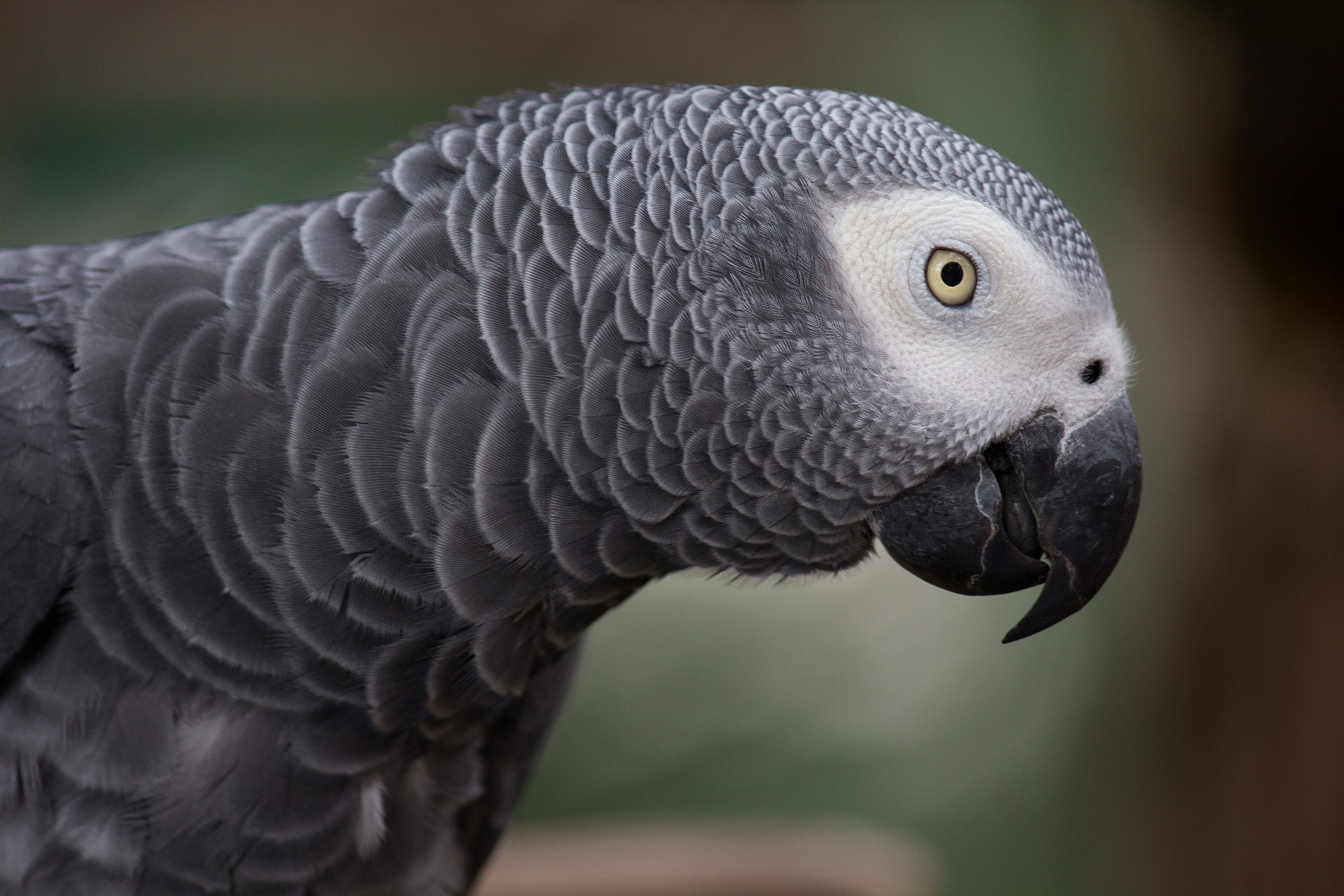 Papuga Żako uznawana jest za jedną z najbardziej gadatliwych papug.